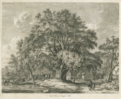 Blithfield - Wych Elm: etsning, 1825 av Jacob George Strutt
