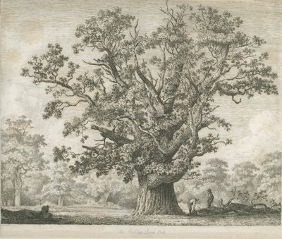 Needwood - Swilcar Oak: etsning, nd [c 1820-1850] av Jacob George Strutt