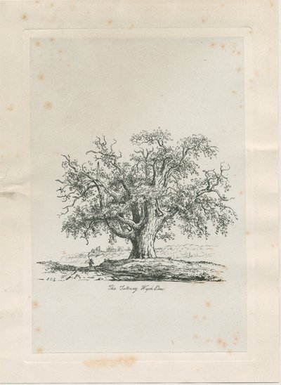 Tutbury - "Wych Elm": gravering, nd [c 1820] av Jacob George Strutt