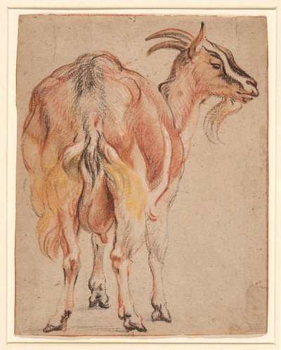Geit, ca. 1657 (kritt og vask forhøyet med hvitt) av Jacob Jordaens