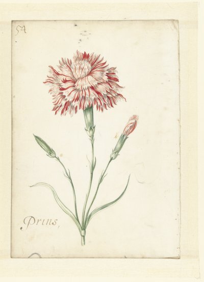 Nellik av Jacob Marrel (possibly)
