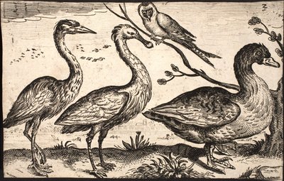 Hegre, skjestork, fugl og gås av Jacob Matham