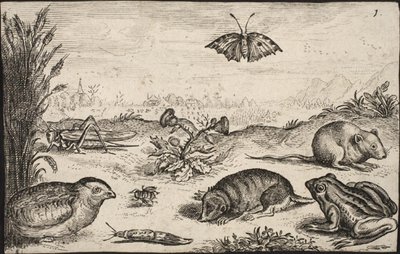 Små dyr og insekter: Gresshoppe, sommerfugl, åkermus, rapphøne, bie, snegl, føflekk og frosk. av Jacob Matham