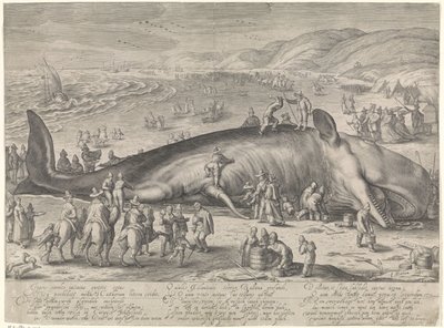 Hval strandet ved Berckhey, 1598 av Jacob Matham