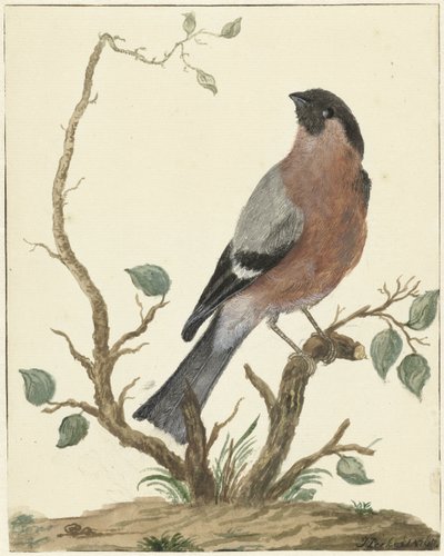 Bullfinch av Jacob Perkois