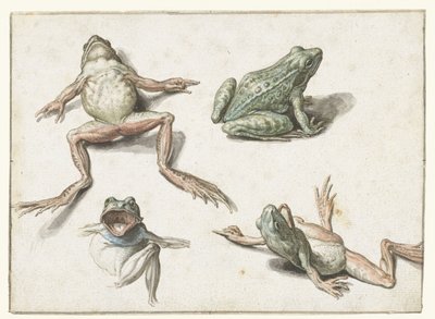 Fire studier av en frosk av Jacob de Gheyn (II)