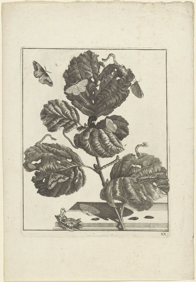 Ulike larver og sommerfugler på en plante av Jacob l