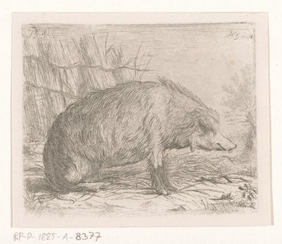 Sittende villsvin av Jacobus Cornelis Gaal