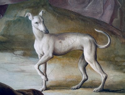 Hund, detalj fra freskomaleri av Jacopo Guarana (1720-1808), sentralhallen til Villa Contarini, Valnogaredo, Veneto, Italia av Jacopo Guarana