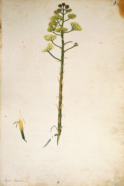 århundre planteblomst (Agave americana) av Jacopo Ligozzi av Jacopo Ligozzi