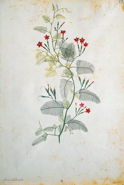 Italia, Quamoclit pennata (sypressvine), meksikansk plante, av Jacopo Ligozzi (1547-1627) av Jacopo Ligozzi