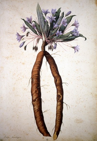 Ukjent bilde av Jacopo Ligozzi