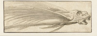 Flyvende fisk av Jacopo Ligozzi