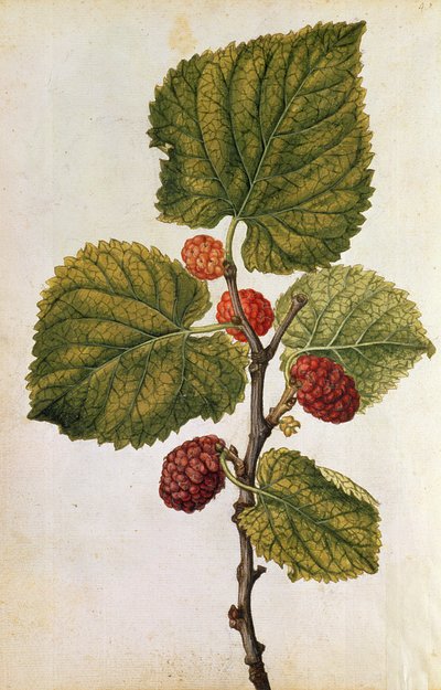 Mulberry: Morus Nigra, ca. 1568 (farge litho) av Jacques (1533-88) Le Moyne