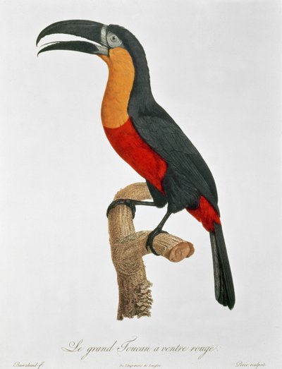 Giant Touraco, engraved by Guyard (colour engraving) av Jacques (after) Barraband