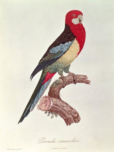 Flerfarget parakitt av Jacques Barraband