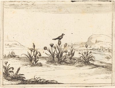 Fugl satt i en tistel av Jacques Callot
