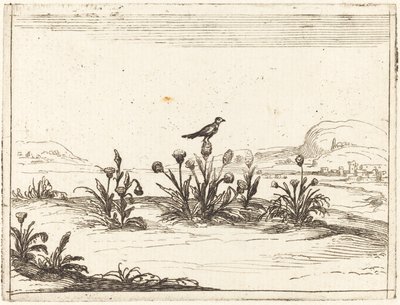 Fugl satt på en tistel av Jacques Callot