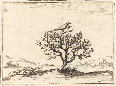 Nightingale in a Bush, 1628. av Jacques Callot