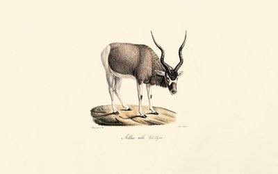  av Jacques Christophe Werner