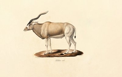Addax-antilope av Jacques Christophe Werner