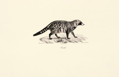 African Civet (Civettictis civetta) av Jacques Christophe Werner