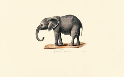 Afrikansk elefant (ung) av Jacques Christophe Werner