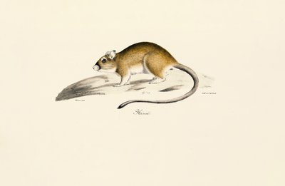 Afrikansk gerbil av Jacques Christophe Werner