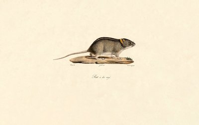  av Jacques Christophe Werner