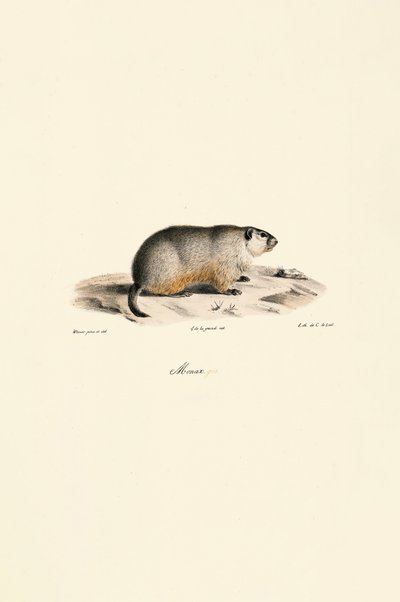  av Jacques Christophe Werner