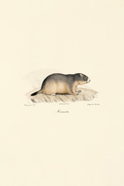Alpemurmeldyr av Jacques Christophe Werner
