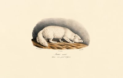  av Jacques Christophe Werner