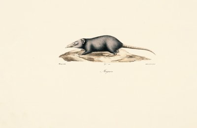  av Jacques Christophe Werner
