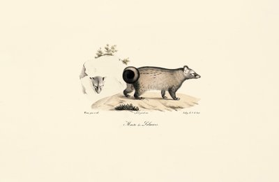 Asiatisk palmecivet av Jacques Christophe Werner