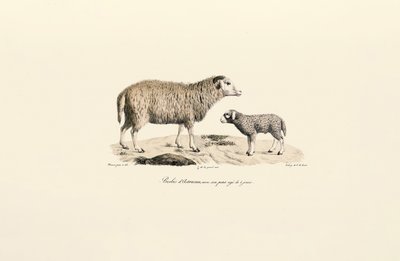  av Jacques Christophe Werner