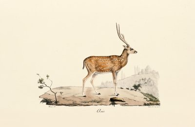  av Jacques Christophe Werner