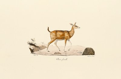  av Jacques Christophe Werner