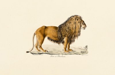 Barbaryløven i profil av Jacques Christophe Werner