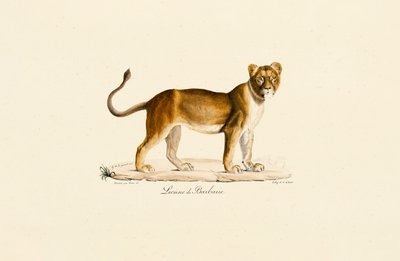 Barbary-løvinne i profil av Jacques Christophe Werner