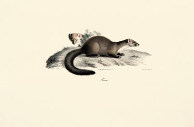 Bøkemår av Jacques Christophe Werner