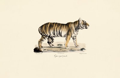  av Jacques Christophe Werner