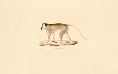 Svartansiktet makak av Jacques Christophe Werner