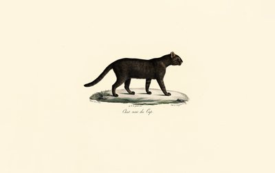 Svartfotkatt av Jacques Christophe Werner