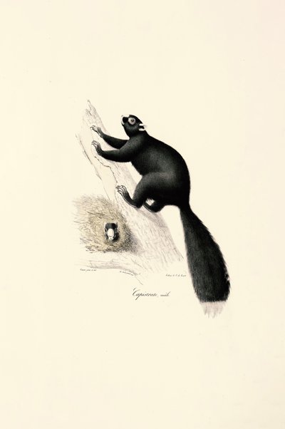 Svart kapusinerape (hann) av Jacques Christophe Werner