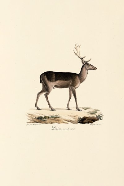 Svart dåhjortvariant av Jacques Christophe Werner