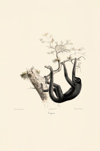  av Jacques Christophe Werner
