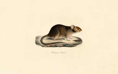  av Jacques Christophe Werner
