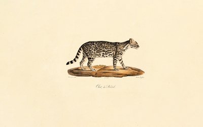  av Jacques Christophe Werner