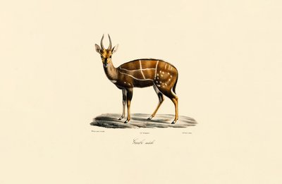Bushbuck (hann) av Jacques Christophe Werner
