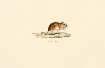  av Jacques Christophe Werner